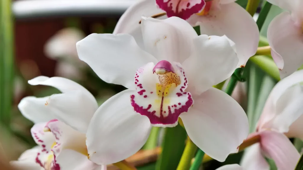 Como regar orquídea