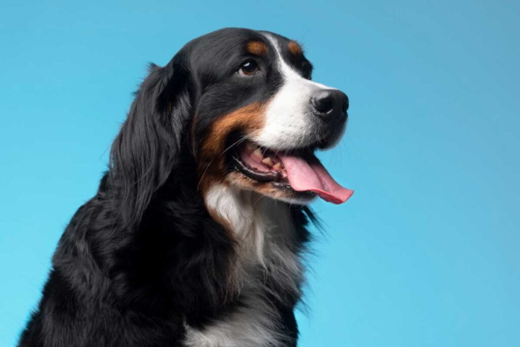 Vida de pet: lavando caminhas, cobertas e roupinhas com segurança