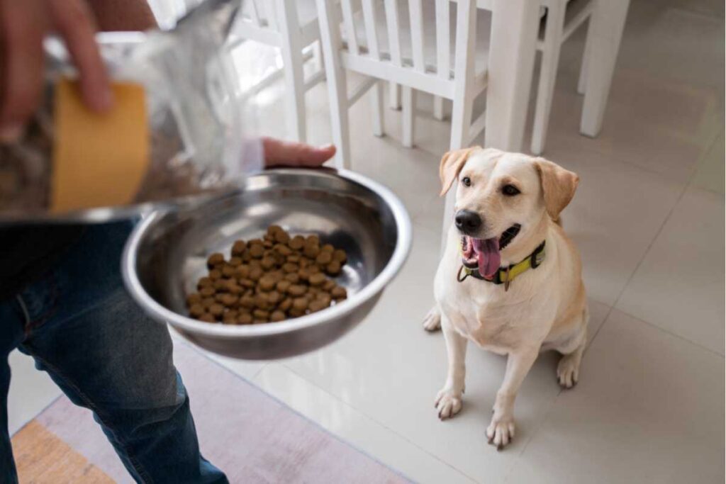 Como a alimentação influencia o comportamento dos pets dentro de casa Como a alimentação influencia o comportamento dos pets dentro de casa